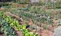 Lakuabizkarra wird in drei Monaten einen urbanen Garten bekommen